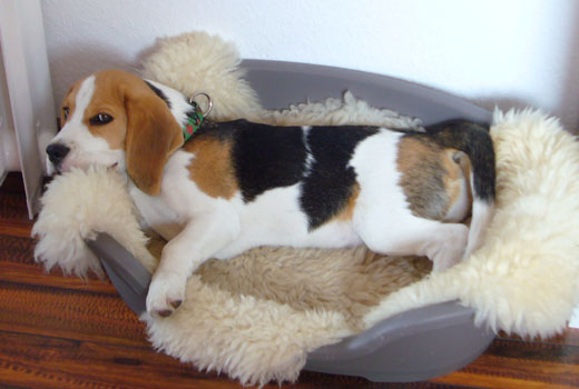 Beagle Anderson im Korb
